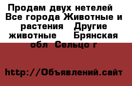 Продам двух нетелей - Все города Животные и растения » Другие животные   . Брянская обл.,Сельцо г.